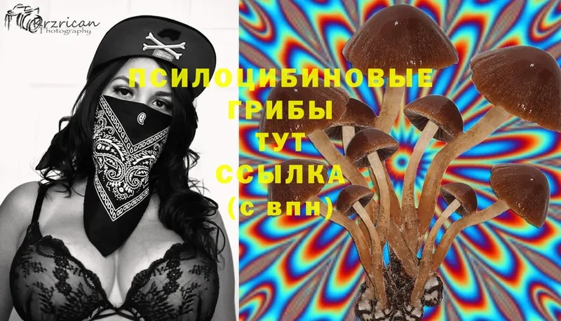 Псилоцибиновые грибы Cubensis  Кореновск 